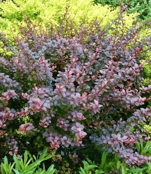 Berberis thunbergii 'Dart's red lady'